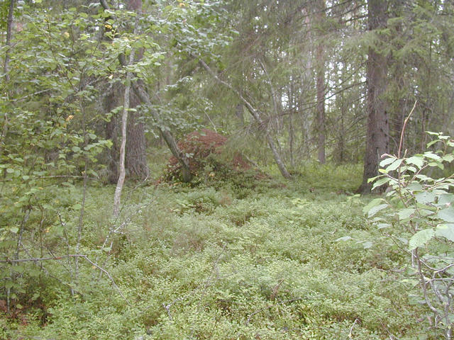 Anthill west of the confluence