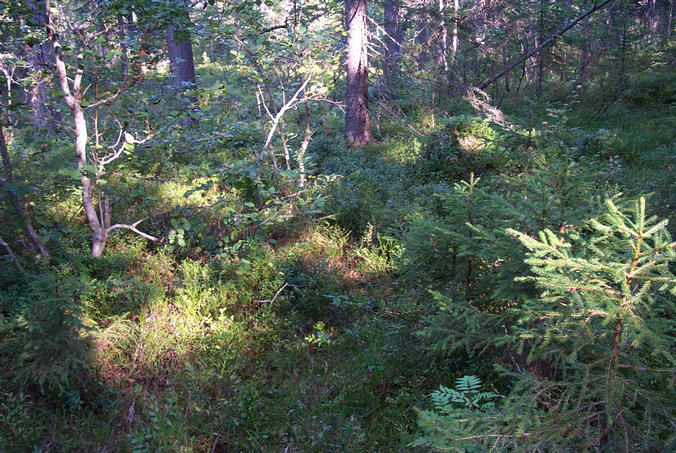 The surrounding of the confluence point / Die Umgebung des Confluence Punkt