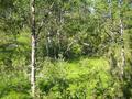 #5: Overview from 18 m east. Confluence is just beyond the right edge of the fallen birch trunk.