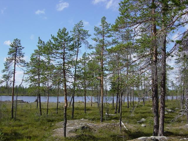 Wood with view on Paulajaurati, NW of the point