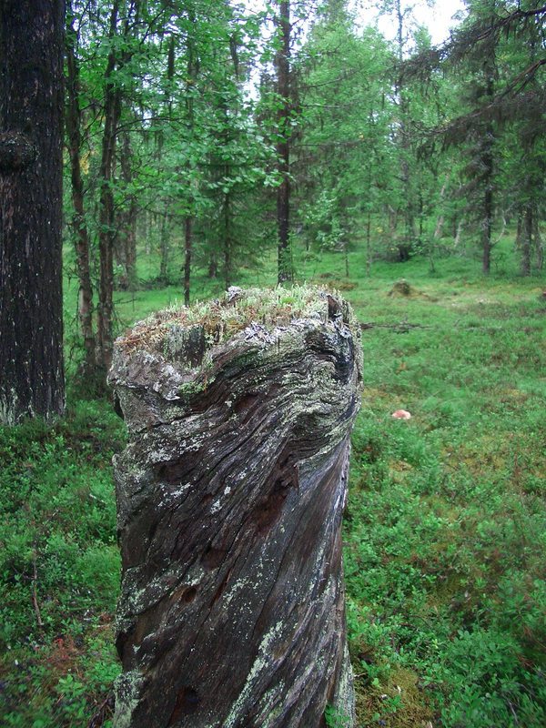 Twisted remains of a pine