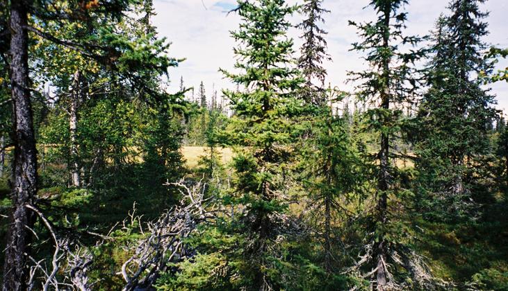 View to the north. The bog is visible behind the trees.