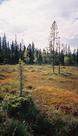 #7: Bog in the vicinity of the confluence.