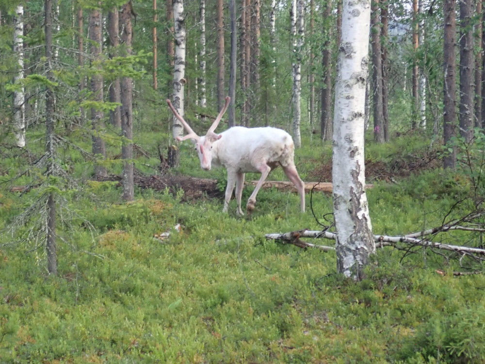 White Karibou / Weißes Rehntier