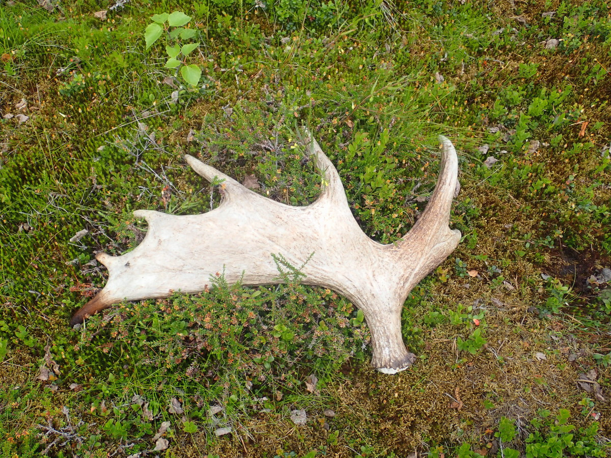 Half Elk Antler on the way  / Halbes Elchgeweih auf dem Weg