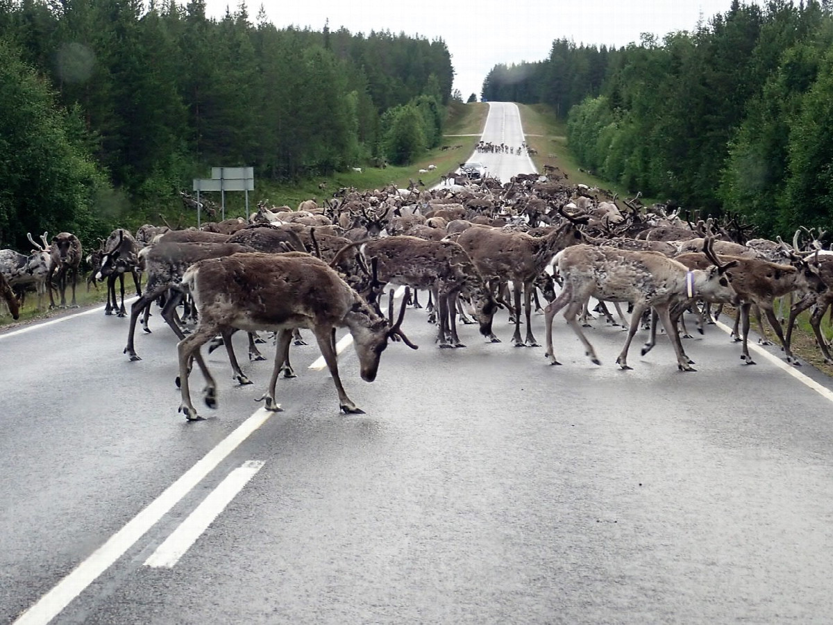 Rehndear on the Highway - Hunderte Rehntiere