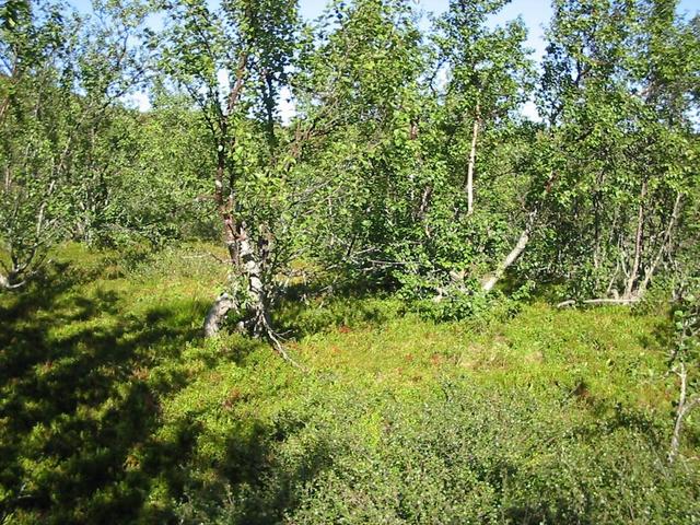 Overview towards east from a point 15 m W of confluence, which is in the midst of the birches