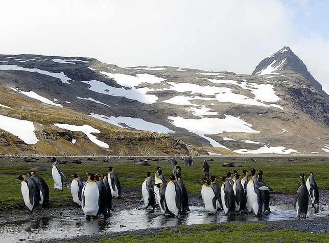 King Penguin Rookery at Salibury Plain