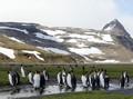 #2: King Penguin Rookery at Salibury Plain