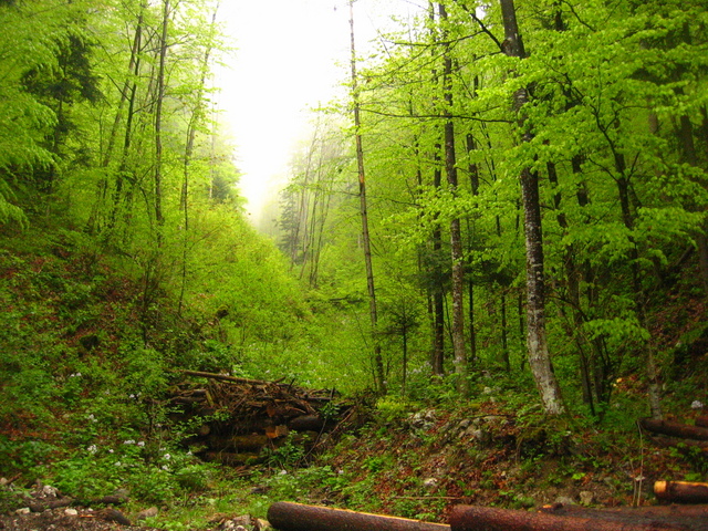 Entry to the Ravine from a Track