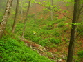 #2: The Ravine