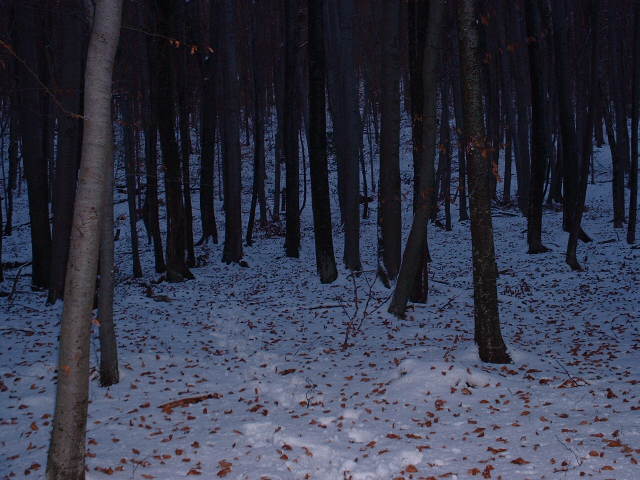 Snowy forest near Tihaboj