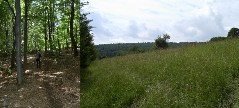 Out of the beech forest towards clearing / confluence