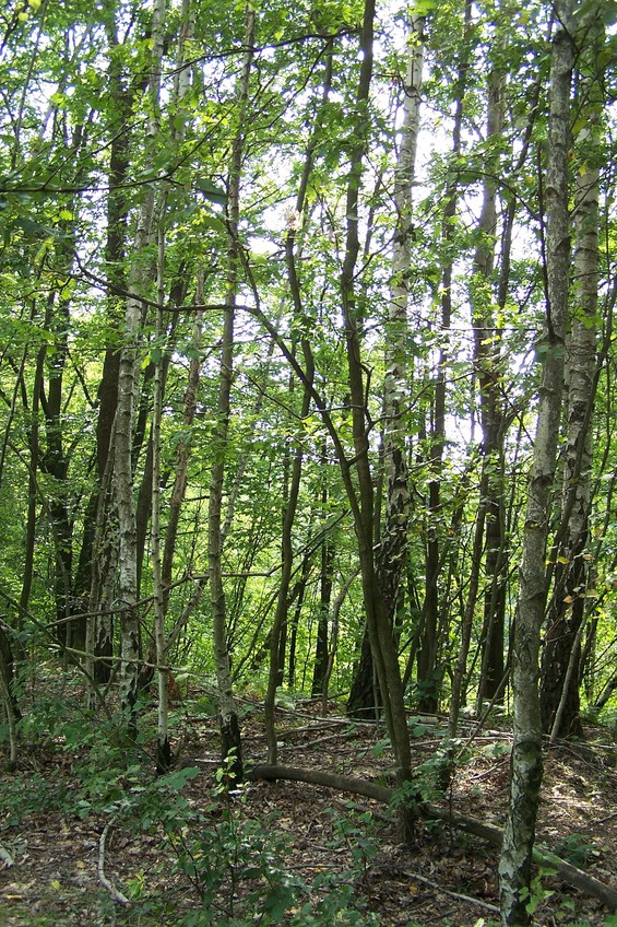 View towards SE from the confluence