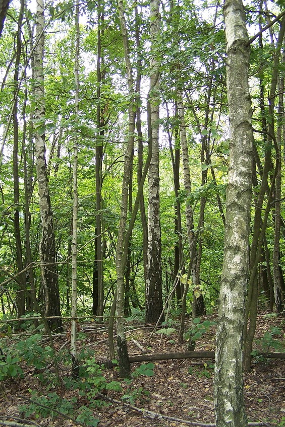 View towards S from the confluence