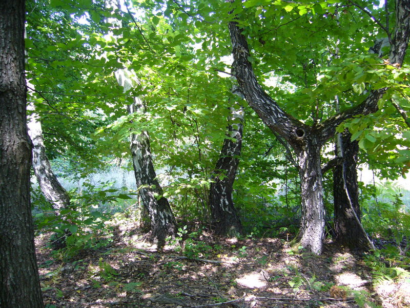 View north from the exact point. Note the border of the forest!