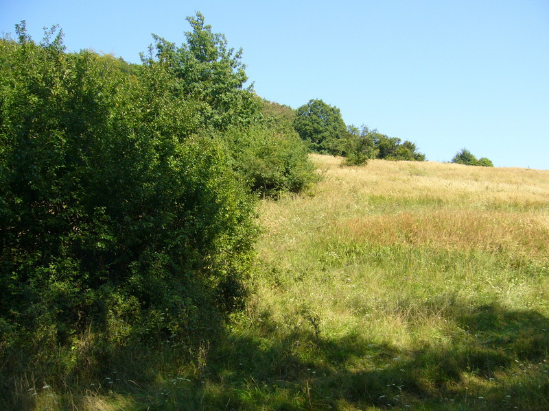 View north approx. 10 metres east of actual point