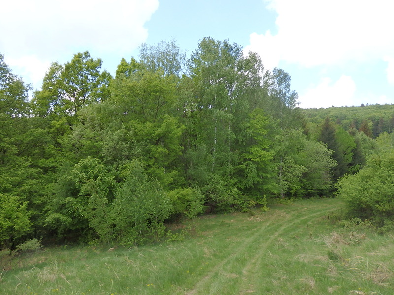 The Confluence from 50 m distance