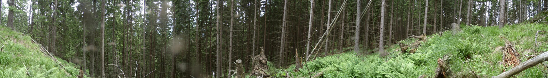 Panorama from NW seen from confluence - trees