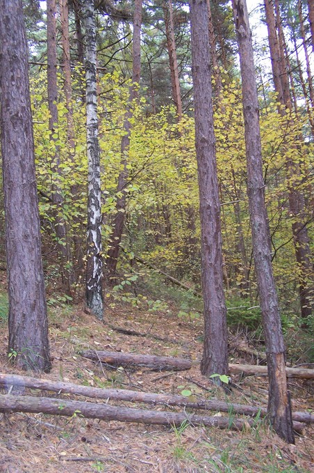 View towards N from the confluence