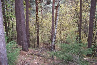 #1: General view of the confluence (towards E)