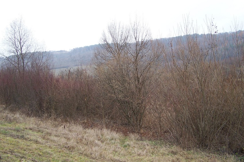 General view of the confluence (towards SW)