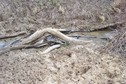 #8: Muddy stream crossing...