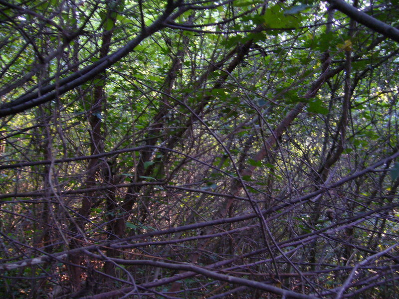 View west from exact point in the middle of the scrub