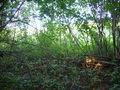 #2: View east from exact point, note the end of the scrub few metres ahead.