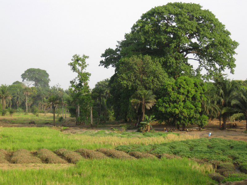 Silk cotton and rice