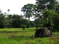 #14: Marshy fields near the Confluence