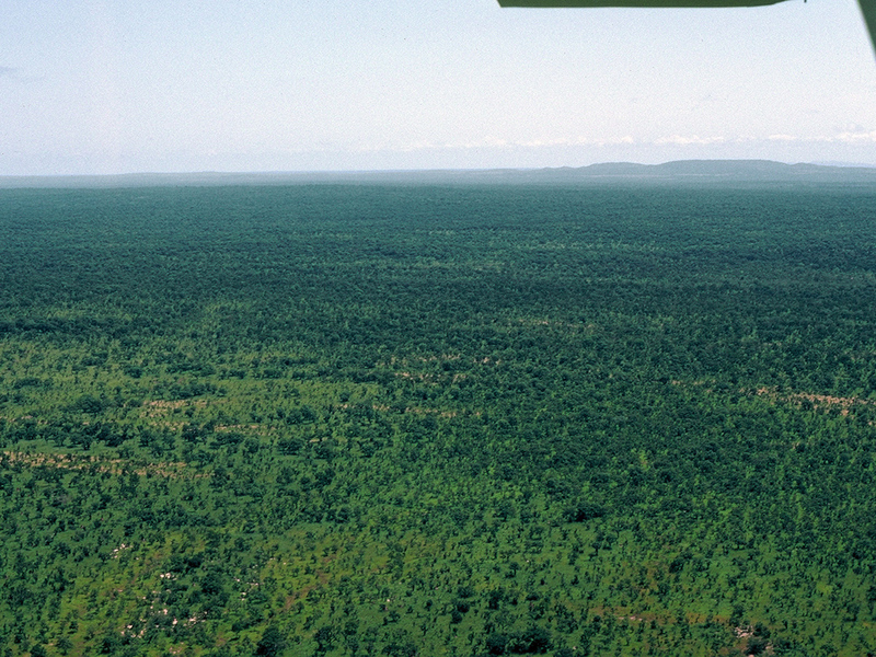 An aerial view we took near the Confluence: a vast wooded savanna; Mont Assirik is seen in the distance.