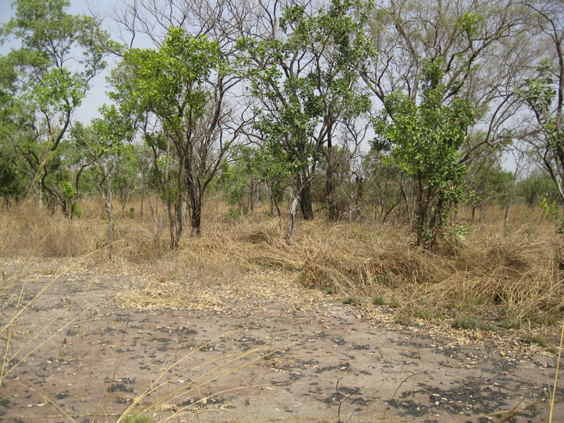 Main view: Confluence is in the foreground