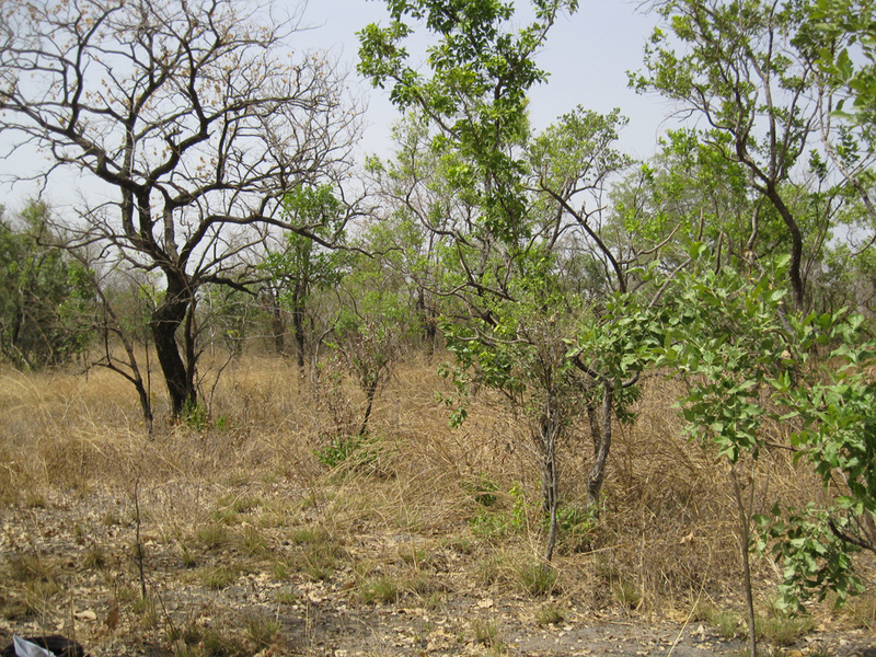 View south from the Confluence