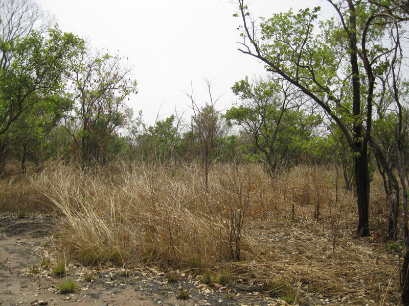 View west from the Confluence