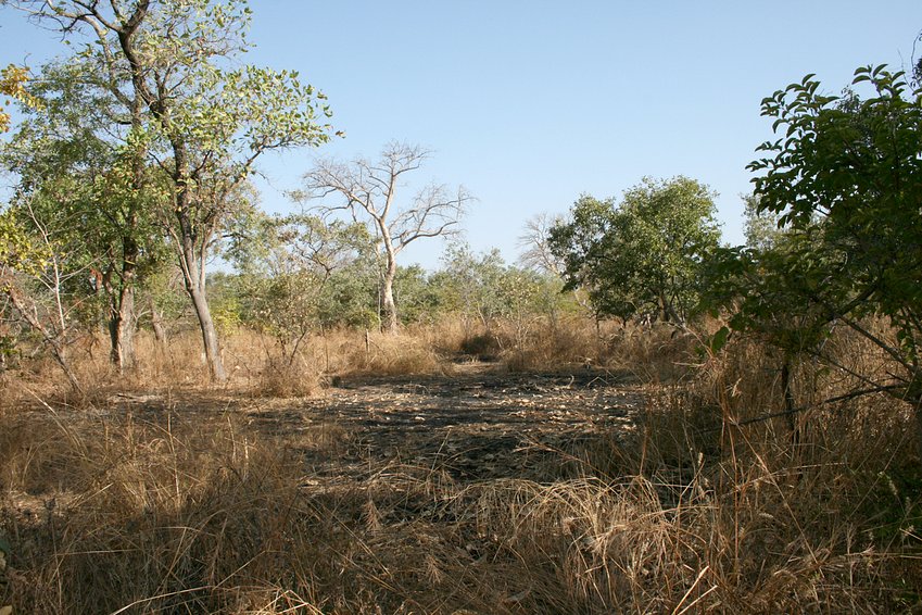 Bush and black coal spot from bushfire to the North