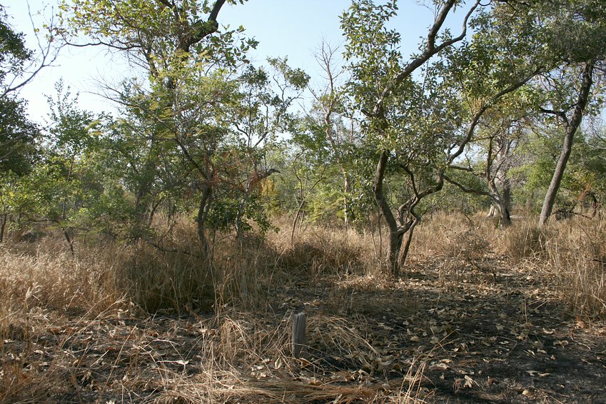 Bush and black coal spot from bushfire to the South