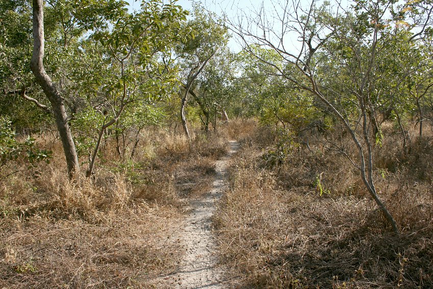 Donkey tracks and bush around the Confluence