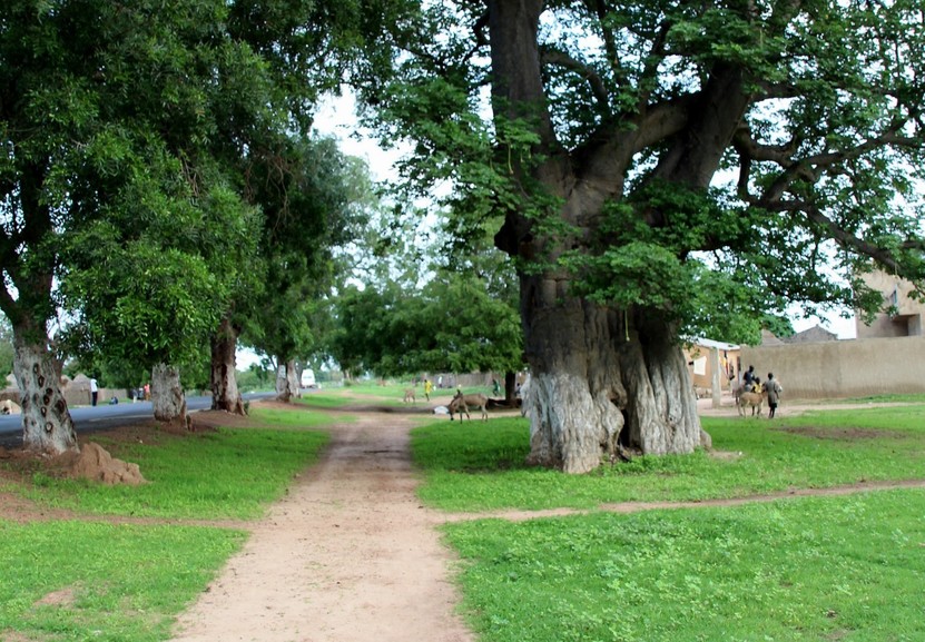 Baobab tree close to the road in Mbos