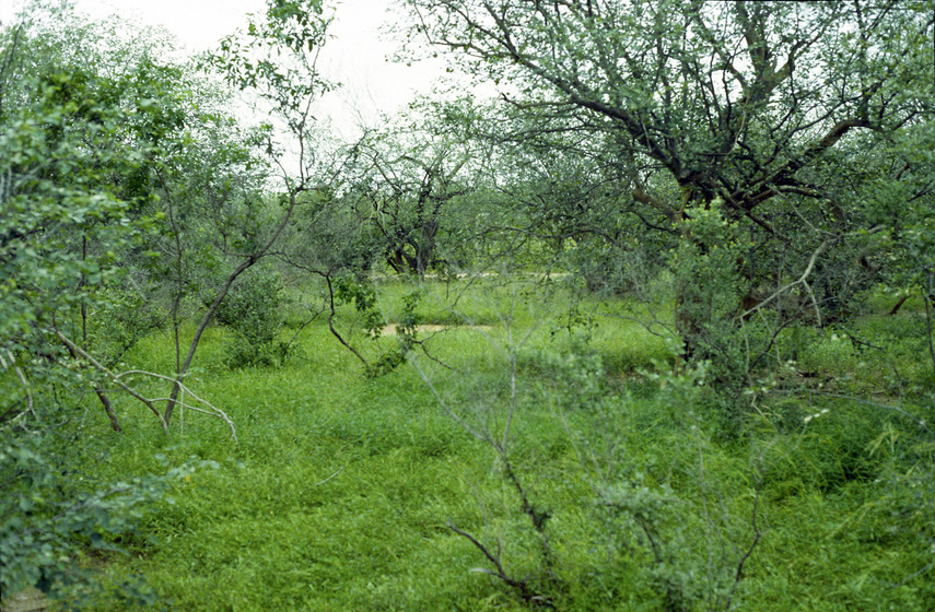 Wet season aspect; compare with dry season view