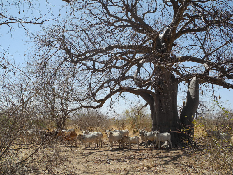 Occasional baobab trees provided the only shade around