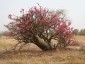 #13: A flowering Adenium obesum plant