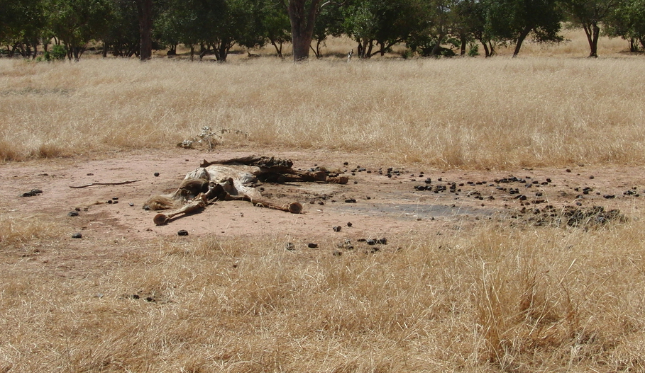 Dead cow near the Confluence