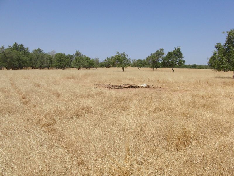 Grassland to the North