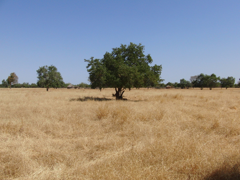 Grassland to the East