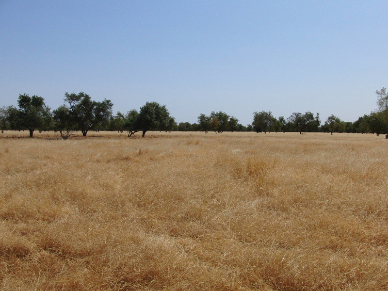 Grassland to the South