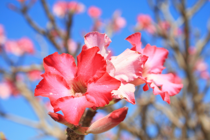 Desert rose