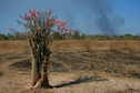 #7: Desert rose and bushfire