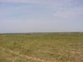 #2: Looking west toward the ocean and the tall dunes marking the beach