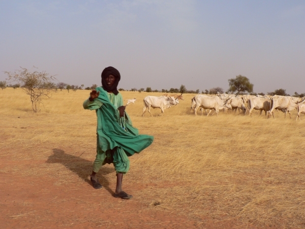 A local and his cattle